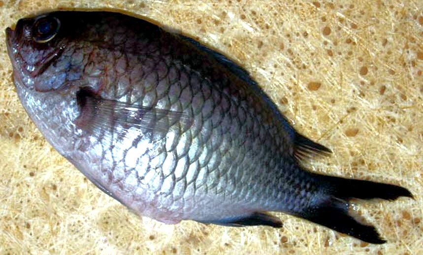 Chromis chromis_003